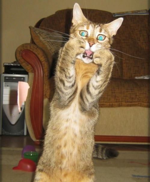 chat effrayé 2.jpg