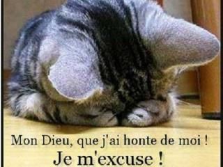 chat honteux.jpg
