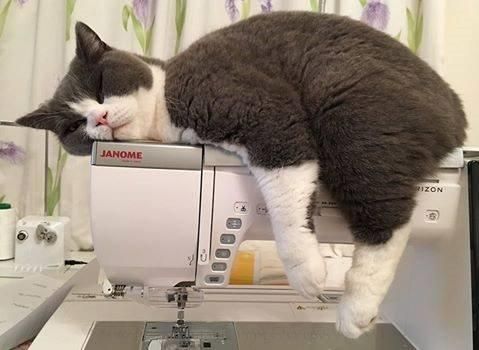 chat couture.jpg