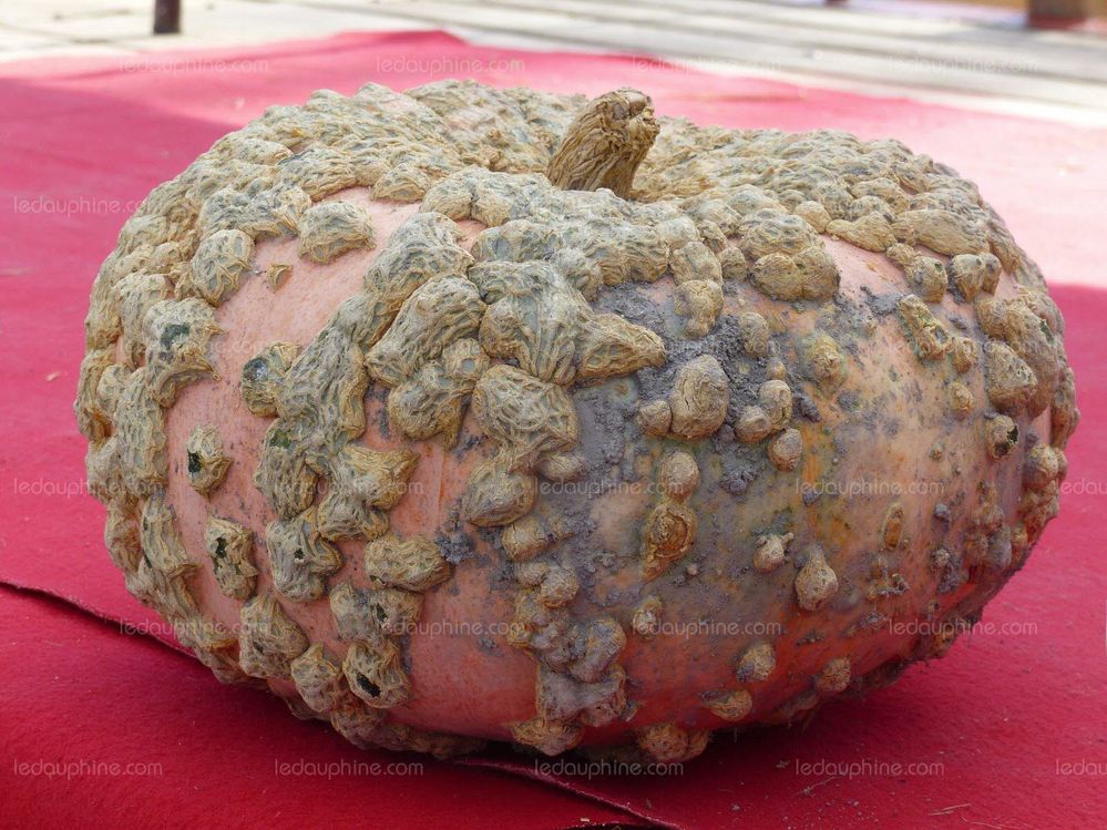 courge galeuse 2.jpg