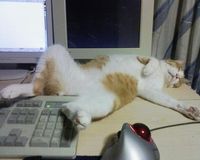 chat fatigué 2.jpg