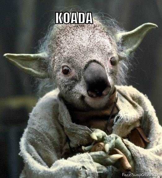 koada.jpg