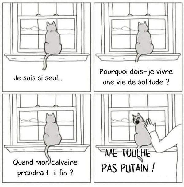 chat solitaire.jpg