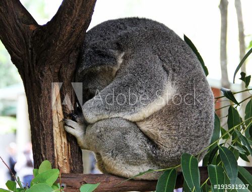 koala honteux.jpg