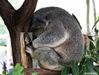 koala honteux.jpg