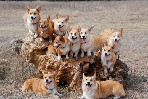 CORGIS.jpg