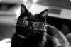 chats_lunettes_014.jpg