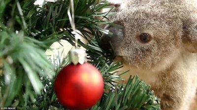 koala noel 3.jpg