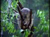 koala sous la pluie.jpg