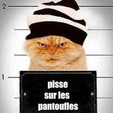 CHAT PRISON 2.jpg