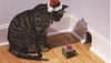 chat noel 2.jpg