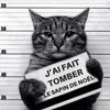 chat sapin.jpg