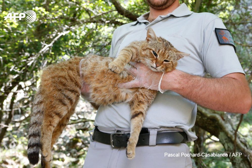 chat arrêté.jpg