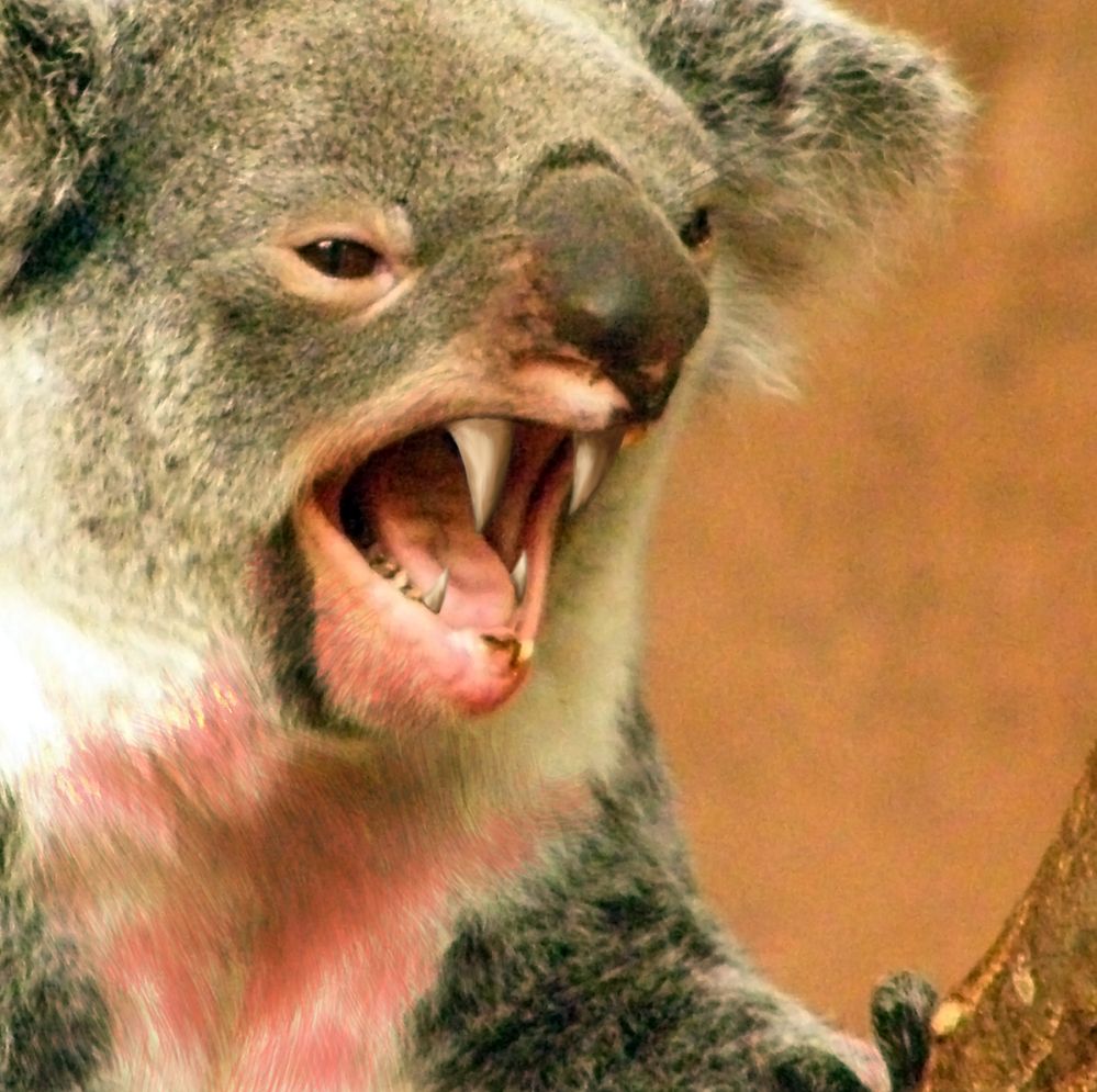 koala langue.jpg