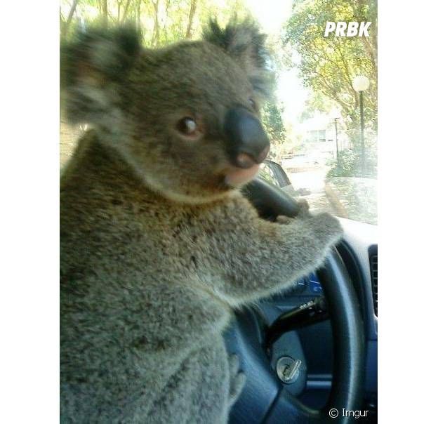 koala voiture 2.jpg