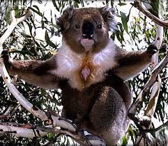 koala imposant.jpg
