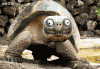 tortues-024.gif