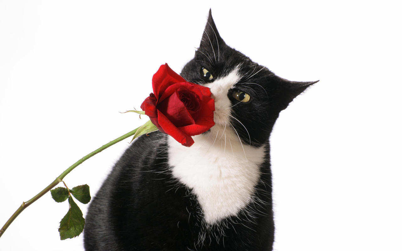 http://images4.fanpop.com/image/photos/16100000/Beautiful-Cat-and-Red-Rose-roses-16155703-1280-800.jpg