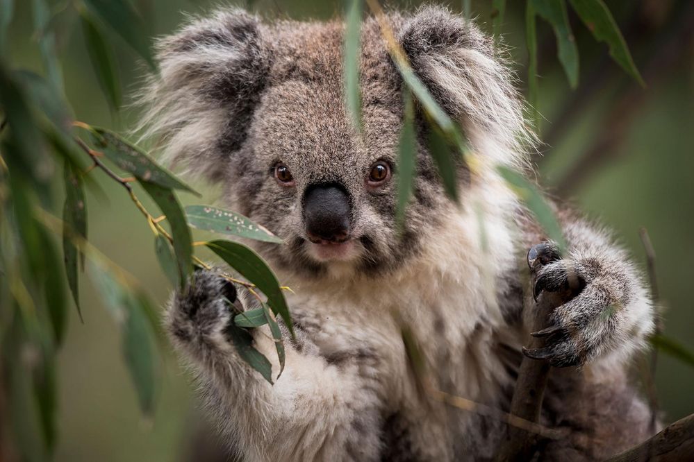 koala pas content 4.jpg