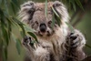 koala pas content 4.jpg