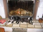 CHIEN 018.jpg