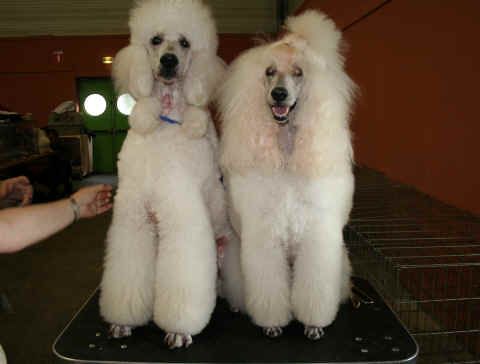 caniche-royal.jpg