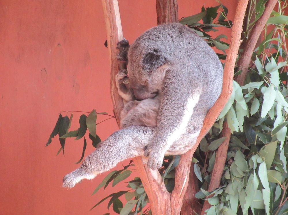 koala dort 4.jpg
