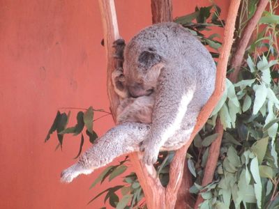 koala dort 4.jpg