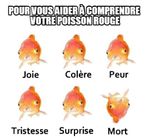 poisson rouge 3.jpg