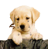 75c72c9f.gif