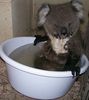 koala bain.jpg