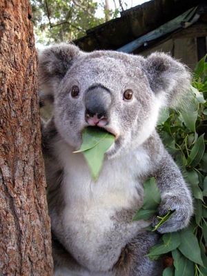 koala surpris.jpg