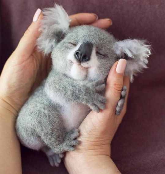 koala peluche.jpg