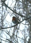 gif-anime-nature-07.gif