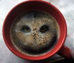 chouette-marc-de-cafe.jpg