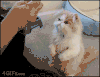 gif-animc3a9-animaux-drc3b4les-31.gif