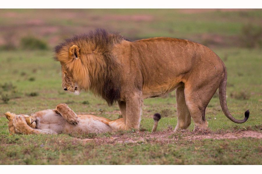 Animaux8.jpg