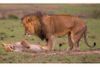 Animaux8.jpg