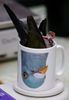 ob_33d4ac_emerald-dove-is-weighed-a-014.jpg