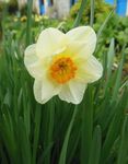 annie fleurs 104.jpg
