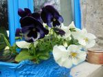annie fleurs 107.jpg