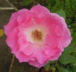 annie fleurs 152.jpg