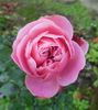 annie fleurs 153.jpg