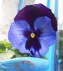 annie fleurs 156.jpg