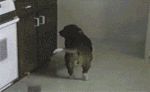 .gif