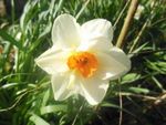 annie fleurs 31.jpg