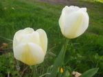 annie fleurs 35.jpg