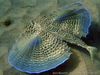 dactylopterus_volitans-11_image600.jpg