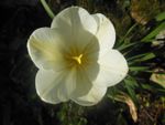 annie fleurs 38.jpg