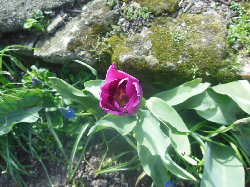 annie fleurs 46.jpg